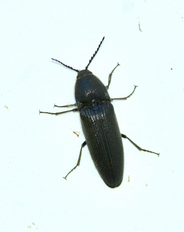 Elateridae: Melanotus cf. punctolineatus